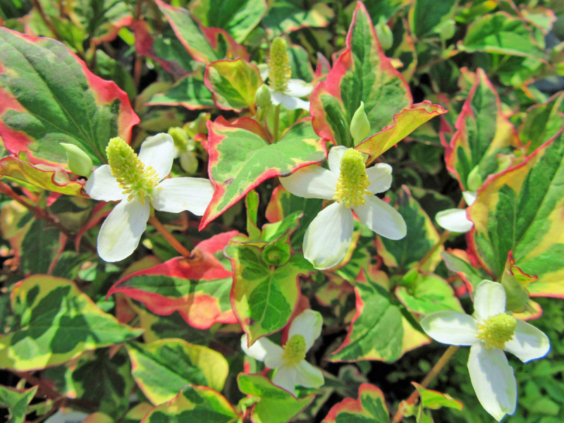 Eidechsenschwanz  - Houttuynia cordata Chameleon